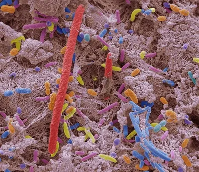 Бактерии во рту: какие из них полезны, а какие опасны - микробиом