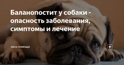Выделения из полового члена кобеля - болезни половых органов собак.