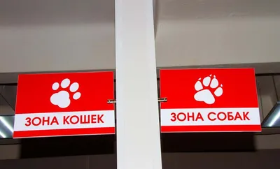 Приобретённые патологии сердца у животных - научная статья центра ОТВЕТ