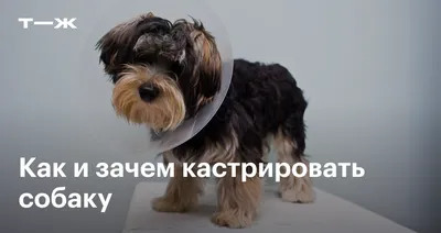 Заблуждения о кастрации и стерилизации | Ветеринарный справочник клиники  Белый Клык