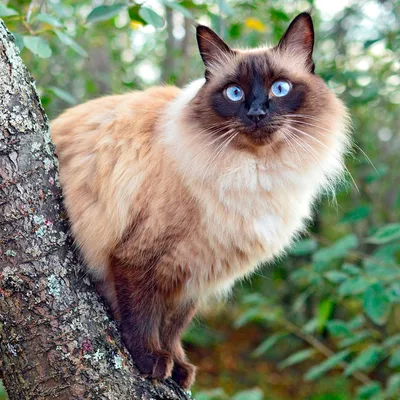 Балинезийская кошка: великолепное фото