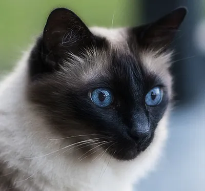 Яркие снимки Балинезийской кошки для вашего творчества