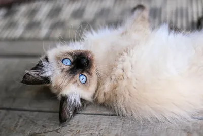 Балинезийская кошка: роскошный фон для вашего макета