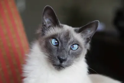 Балинезийская кошка: фото, которые растворятся в вашем сердце
