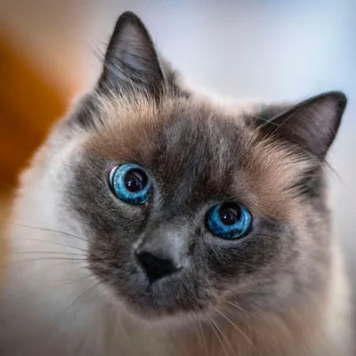 Великолепная Балинезийская кошка для загрузки в формате jpg