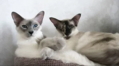 Фотогалерея Балинезийской кошки: прекрасное сочетание красок