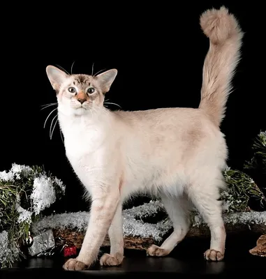 Балинезийская кошка: впечатляющие изображения, чтобы вдохновиться