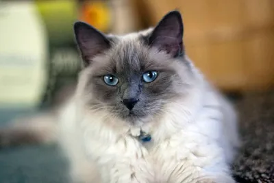 Уникальные изображения Балинезийской кошки для вашей коллекции