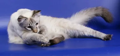 Великолепная Балинезийская кошка на фото, которое стоит скачать