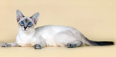 Потрясающие изображения Балинезийской кошки в формате png