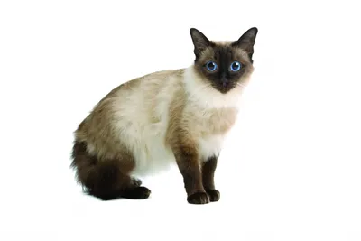 Возьмите эксклюзивное изображение Балинезийской кошки