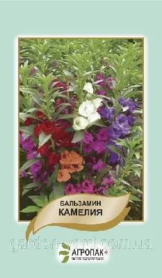 Бальзамин Камелия 0,2г Одн смесь 50см (НК) - 10 ед. товара — купить в  интернет-магазине по низкой цене на Яндекс Маркете