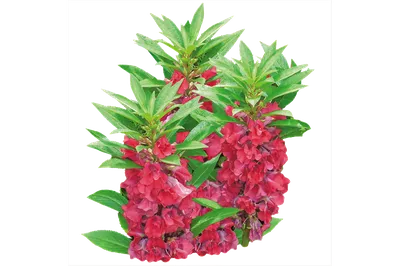 Купить семена Бальзамин садовый Камелия в каталоге семян однолетних цветов  с доставкой почтой