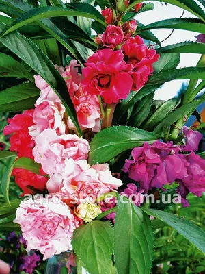 Семена Бальзамин садовый камелия, смесь, 0.1 г, гавриш, цветочная коллекция  1071856862 купить по низким ценам в интернет-магазине Uzum (803877)