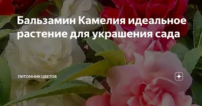 Бальзамин Камелия - ожидание и реальность. Выживший | Райские Кущи🌿Сад в  Кущёвской.🌿 | Дзен