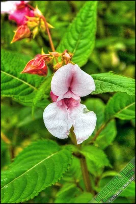 Бальзамин - растение-огонек в вашем саду | Flora Karelia | Дзен
