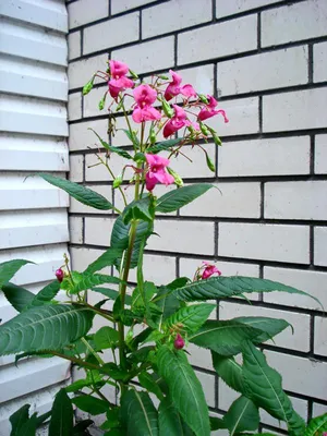 Не знаю что за цветы. Помогите определить - Помогите определить растение -  GreenInfo.ru