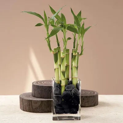 Бамбук Lucky Bamboo 50 в Евроопт