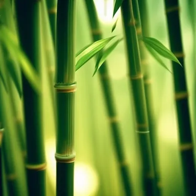 КУПИТЬ БАМБУК УДАЧИ В МОСКВЕ, DRACENA PYRAMIDE, BAMBOO LUCKY, КУПИТЬ БАМБУК  ЛАКИ, ДРАЦЕНА САНДЕРА КУПИТЬ В МОСКВЕ, КОМНАТНЫЙ БАМБУК В ГОРШОЧКЕ, БАМБУК  ЛАКИ КУПИТЬ В МОСКВЕ.