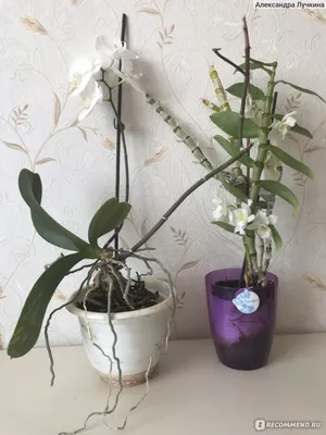Бамбуковая орхидея фото