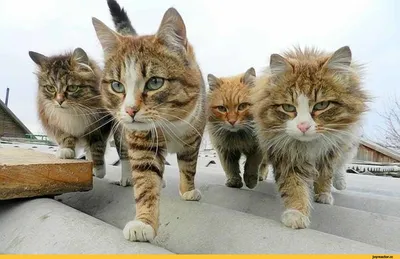 Reservoir cats / банда :: котейки :: живность :: котаны / смешные картинки  и другие приколы: комиксы, гиф анимация, видео, лучший интеллектуальный  юмор.