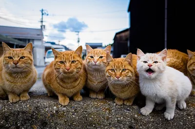 Банда кошек - 64 фото