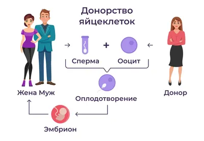 Донор ооцитов № 42 в криобанке медицинского центра «ЛОТОС»