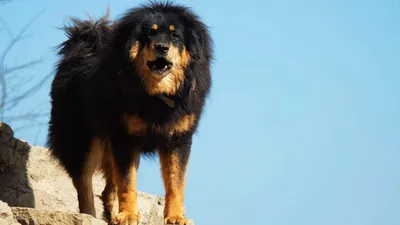 Монгольская овчарка банхар - описание породы и характер собаки