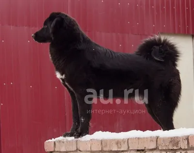 Параллель ног, осанка, послушность хозяину. В Тольятти прошла выставка собак  породы монгол банхар | телеканал ТОЛЬЯТТИ 24