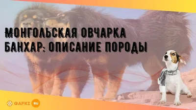 Монгольская овчарка Банхар - 3 - Каниофорум