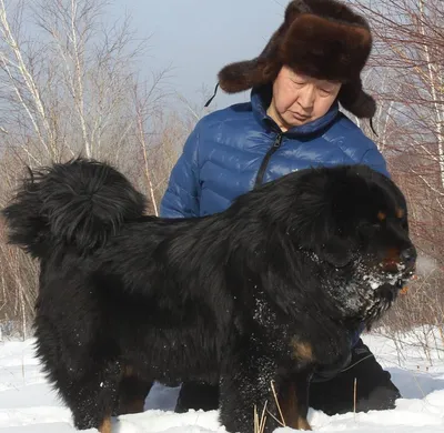 Бурят-монгольский волкодав (Buryat Mongolian Wolfhound) - это спокойная и  уравновешенная порода собак. Описание, фото и отзывы.