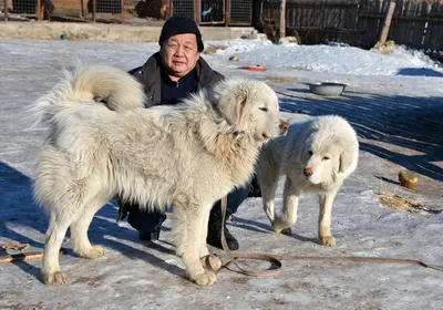 Щенки Банхара – купить с рук, город Санкт-Петербург