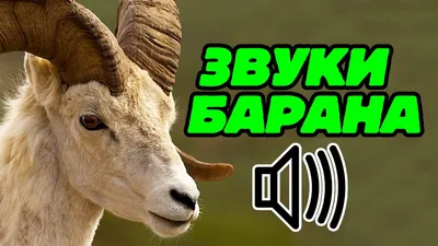 Баран: последние новости на сегодня, самые свежие сведения | 45.ru -  новости Кургана