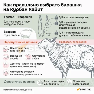 Барашек Шон (мультфильм) — Википедия
