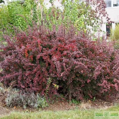 Барбарис Тунберга \"Атропурпуреа\" (Berberis thunbergii \"Atropurpurea\") -  Питомник и Садовый центр Русские Деревья