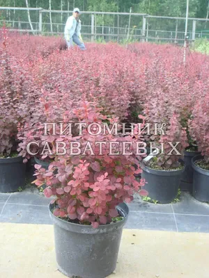 Барбарис тунберга Aтропурпурея (Berberis thunbergii Atropurpurea)