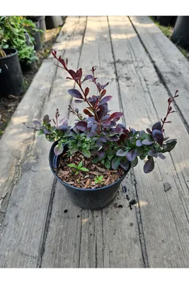 Berberis thunbergii 'Atropurpurea', Барбарис Тунберга 'Атропурпуреа '|landshaft.info