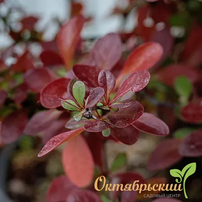 Барбарис Тунберга Atropurpurea Nana - Барбарис - GardenPlants