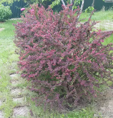 Барбарис Атропурпуреа Нана (Atropurpurea Nana) по доступной цене в Москве -  Купить с доставкой в питомнике Растения24