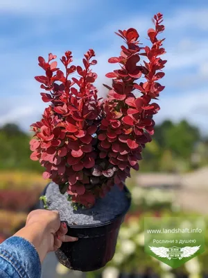 Berberis thunbergii 'Florence', Барбарис Тунберга 'Флоренс'|landshaft.info