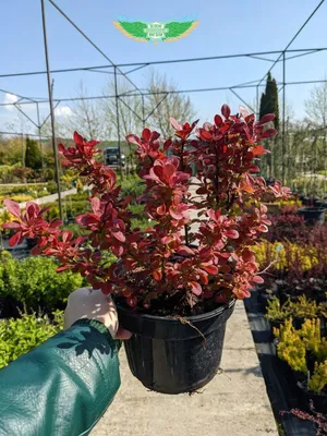 Berberis thunbergii 'Florence', Барбарис Тунберга 'Флоренс'|landshaft.info