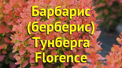 Барбарис Флоренс - YouTube