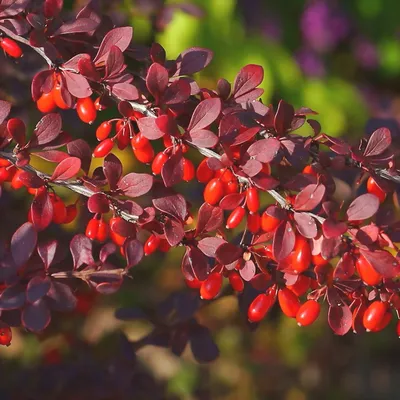Барбарис обыкновенный красный ( Berberis vulgaris) - Питомник и Садовый  центр Русские Деревья