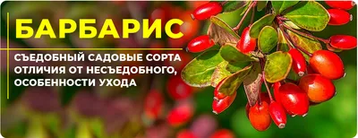 Барбарис Тунберга: фото, описание, посадка, сорта, уход, размножение,  болезни и вредители кустарника