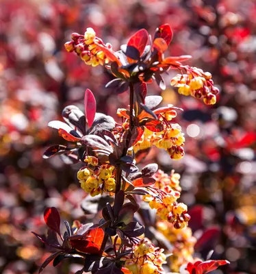 Барбарис оттавский Суперба (Berberis ottawensis Superba)