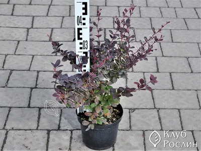 Барбарис оттавский Суперба (Berberis ottawensis Superba)