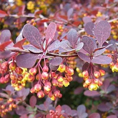 Барбарис оттавский \"Суперба\" (Berberis ottawensis \"Superba\") - Питомник и  Садовый центр Русские Деревья