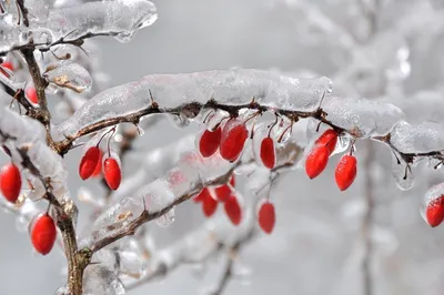 Фото: Барбарис зимой.. Живущий на планете Земля Олег Литошко. Природа.  Фотосайт Расфокус.ру