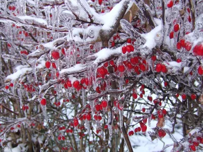 Барбарис куст зимой (35 фото) - 35 фото