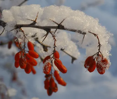 Погода в Украине на четверг, 11 января - На пенсии